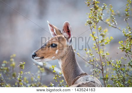 A Female Bushbuck In The Kruger.