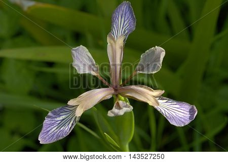 Stinking Iris - Iris foetidissima Closeup of Flower