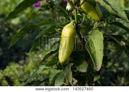 peppers growing in the garden at the cottage