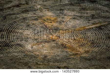 Inside tree background - Wood background with a close up where you can see the details of a tree trunk, the rings and the cracks.