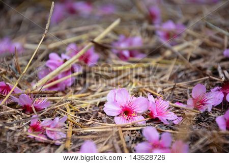 Cherry blossoms fall on the ground used for background..