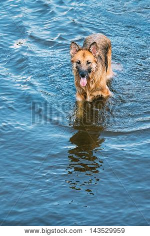 The Bathing Wallowing In Blue Water Of River Lake Alsatian Wolf Dog Long-Haired Wet Black And Red And Tongue. Deutscher, German Shepherd Dog. Copy Space