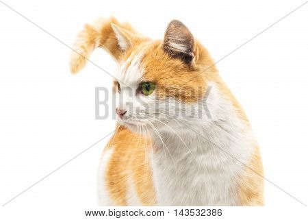 looking  red cat on a white background