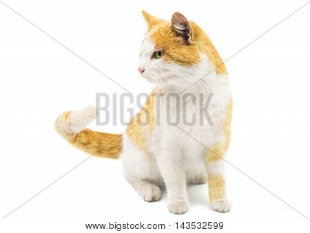 looking  red cat on a white background