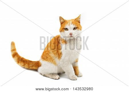 looking  red cat on a white background