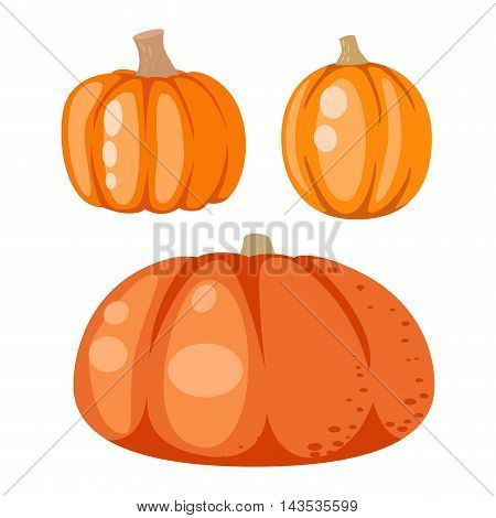 Autumn pumpkin element design, pumpkins oriental bittersweet vector illustration. Pumpkin icon vegetable. Harvest symbol season decoration.
