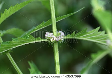 Flowers of a gypsywort plant (Lycopus europaeus)