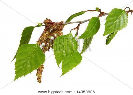 Hojas de un árbol de abedul de plata, aislado en blanco.  Crecimiento de manantial.
