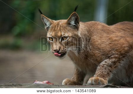 Northern lynx (Lynx lynx lynx). Wildlife animal. 