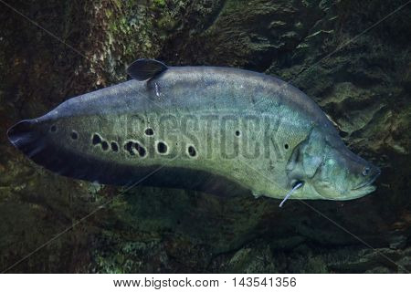 Clown knifefish (Chitala ornate), also known as the spotted knifefish. Wildlife animal. 