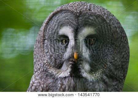 Great grey owl (Strix nebulosa). Wildlife bird. 
