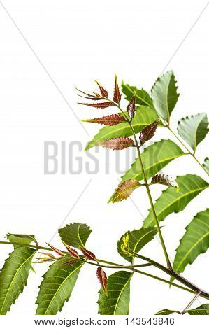 Medicinal neem leaf on white background. Azadirachta indica.