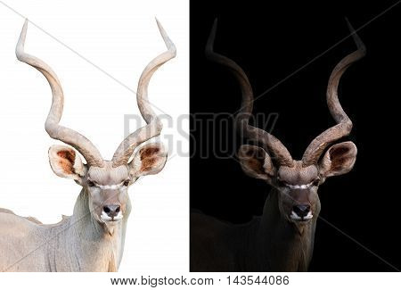 Greater Kudu In The Dark And White Background