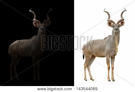 Greater Kudu In The Dark And White Background