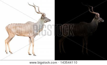 Greater Kudu In The Dark And White Background