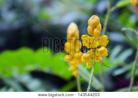 Yellow Flower Of Ringworm Bush Or Candle Bush Flower Or Candelabra Bush