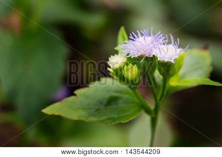 Little Ironweed Flower Or Ash Coloured Fleabane Or Ash Coloured Ironweed