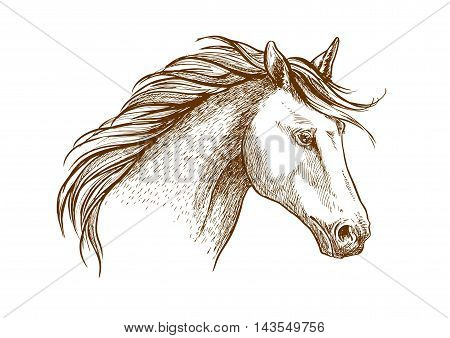 Sketched stallion horse icon with a head of arabian colt. Equestrian sport theme, horse racing or riding club symbol design
