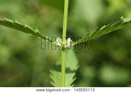 Flowers of a gypsywort plant (Lycopus europaeus)