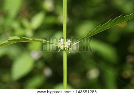 Flowers of a gypsywort plant (Lycopus europaeus)