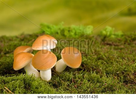 Fairytale scene with brown mushrooms as gnome backdrop