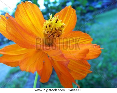 Fleur d'oranger