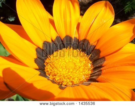 Tournesol