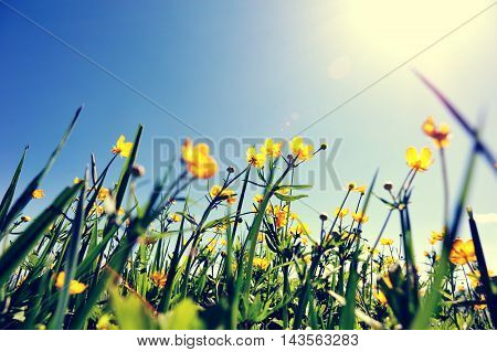 beautiful globeflowers and green grass under blue sky