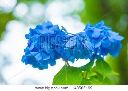 Material was taken to the main the hydrangea.