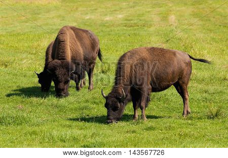 American Bison (bison Bison) Simply Buffalo
