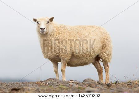 Single Icelandic Sheep