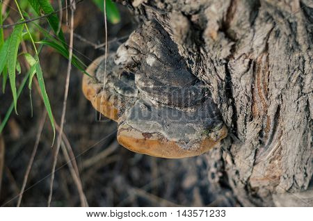 Mushrooms growing on a tree trunk parasites