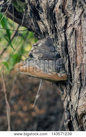Mushrooms growing on a tree trunk parasites