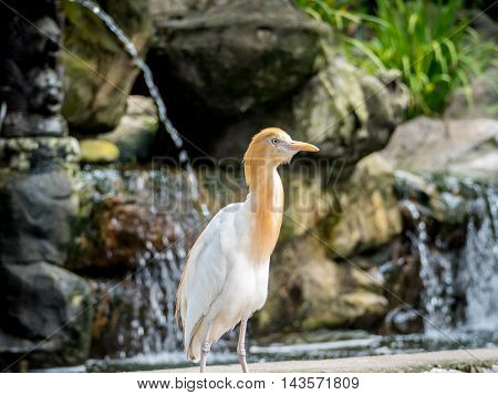Cute Cattle egret walking in the park