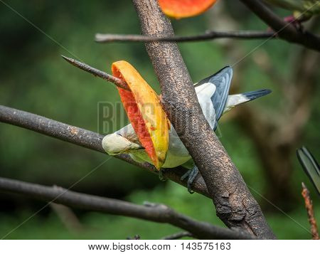 Pied Imperial Pigeon standing on the branch while eating ripe papaya
