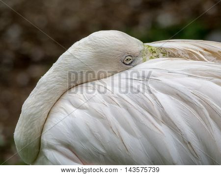 close up greater flamingo, head laid down on back between wings to rest