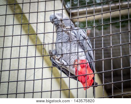 African Gray parrot tropical bird in the cage
