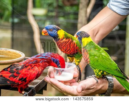 Australian Rainbow Lorikeet, Trichoglossus moluccanus, on a human hand drinking milk