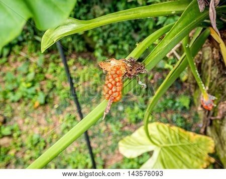 Alocasia longiloba plant red seed close up