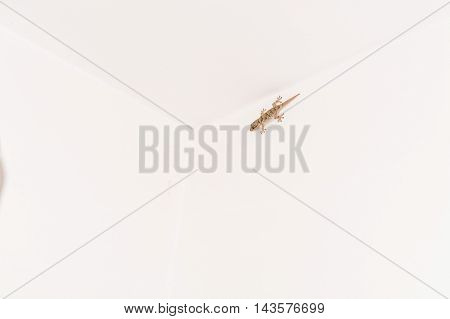 Gekko small iguana on a white house wall