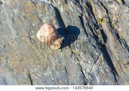 Closeup of a Burgundy snail on a stone also known as Roman snail.