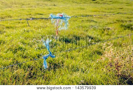 Closeup of the barbed wire of a pasture fence early in the morning. Pieces of frayed blue and orange polyester rope are on the wire. Dewdrops are still on the grass.