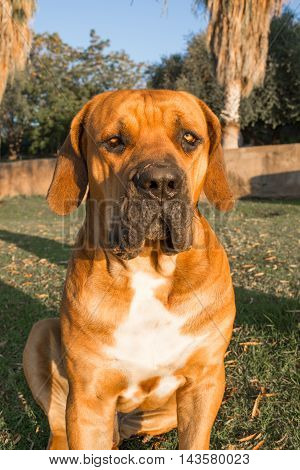 Portrait of a young male Boerboel dog sitting on the lawn on an early summer morning.