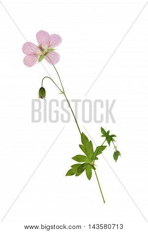 Pressed and dried flower siberian geranium (geranium sibiricum) on stem with green leaves. Isolated on white background. For use in scrapbooking floristry (oshibana) or herbarium.