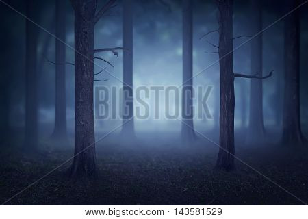 Forest With Lots Of Trees And Fog