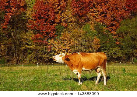 Single cow moos near colorfull Autumnal forest. nature background.
