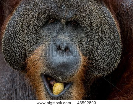 Close up portrait of a Large Male Orangutan eating banana