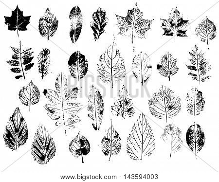Set with stamp leaves. Objects isolated on white. Black and white.