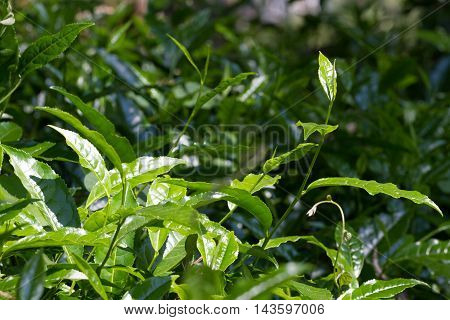 Tea leaves on tea plantation. Outdoor. Coonor, Nilgiri, India Tamil Nadu
