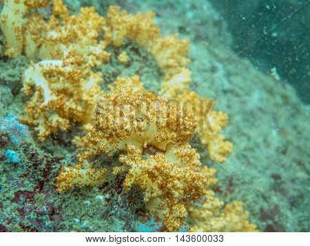 the yellow soft corals in myanmar divesite